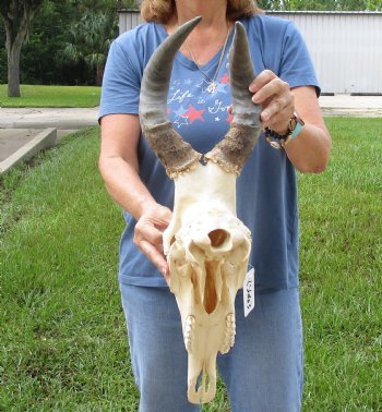 17" Horns on 17" Red Hartebeest Skull - $90
