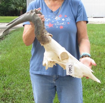 17" Horns on 17" Red Hartebeest Skull - $90