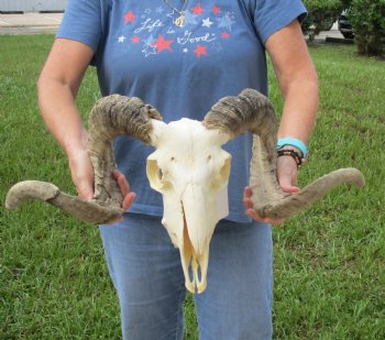 African Merino Ram/Sheep Skull with Horns 28 and 29 inches around the curl - $180