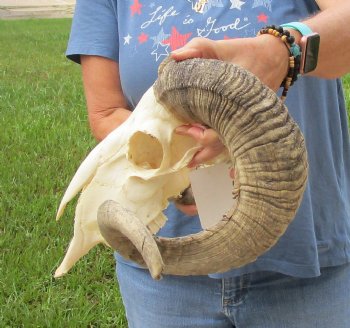 African Merino Ram/Sheep Skull with Horns 28 and 29 inches around the curl - $180