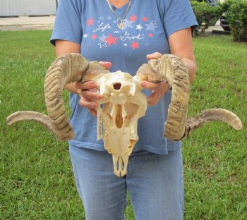 African Merino Ram/Sheep Skull with Horns 28 and 29 inches around the curl - $180
