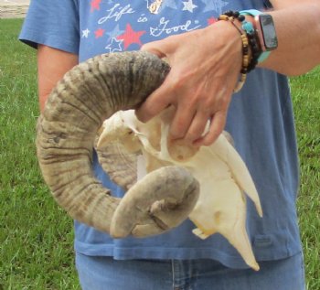 African Merino Ram/Sheep Skull with Horns 28 and 29 inches around the curl - $180