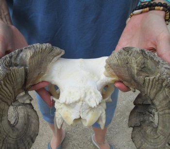 African Merino Ram/Sheep Skull with Horns 28 and 29 inches around the curl - $180