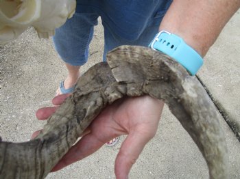 African Merino Ram/Sheep Skull with Horns 28 and 29 inches around the curl - $180