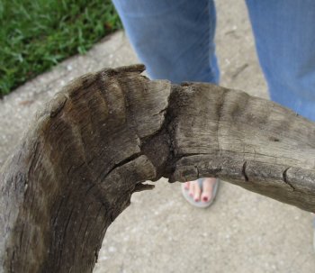 African Merino Ram/Sheep Skull with Horns 28 and 29 inches around the curl - $180