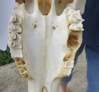 African Merino Ram/Sheep Skull with Horns 28 and 29 inches around the curl - $180