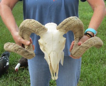 African Merino Ram/Sheep Skull with Horns 26 and 28 inches around the curl - $170