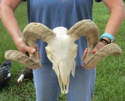 African Merino Ram/...