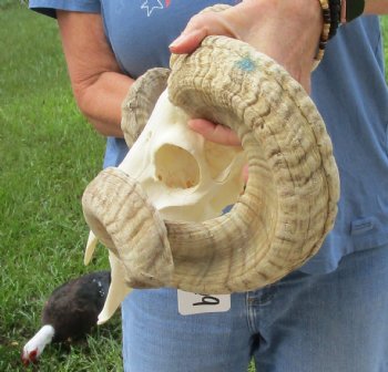 African Merino Ram/Sheep Skull with Horns 26 and 28 inches around the curl - $170