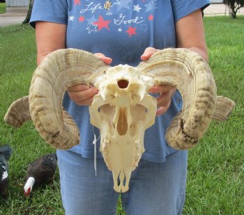 African Merino Ram/Sheep Skull with Horns 26 and 28 inches around the curl - $170
