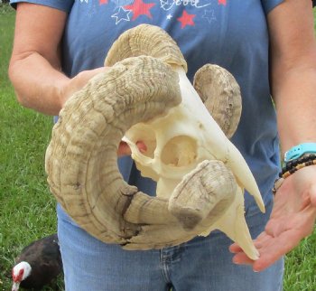 African Merino Ram/Sheep Skull with Horns 26 and 28 inches around the curl - $170