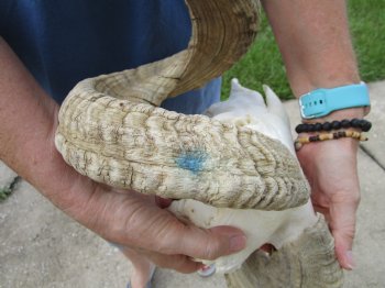 African Merino Ram/Sheep Skull with Horns 26 and 28 inches around the curl - $170