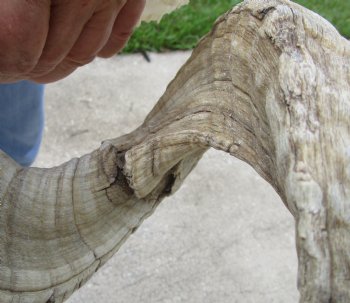 African Merino Ram/Sheep Skull with Horns 26 and 28 inches around the curl - $170