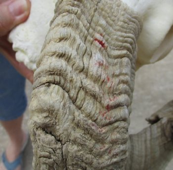 African Merino Ram/Sheep Skull with Horns 26 and 28 inches around the curl - $170