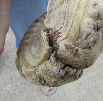 African Merino Ram/Sheep Skull with Horns 26 and 28 inches around the curl - $170