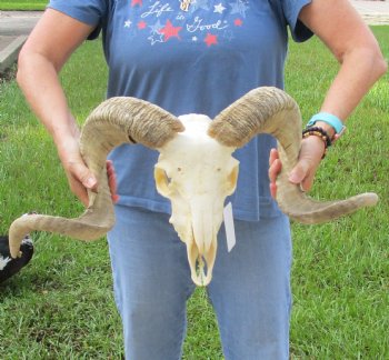 African Merino Ram/Sheep Skull with Horns 27 and 29 inches around the curl - $180