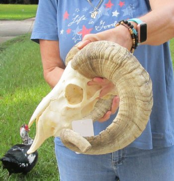African Merino Ram/Sheep Skull with Horns 27 and 29 inches around the curl - $180