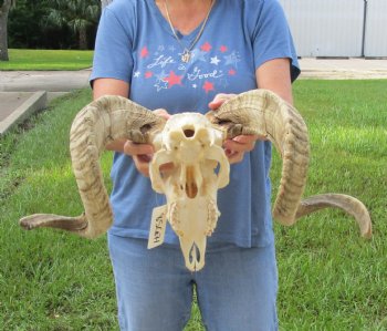 African Merino Ram/Sheep Skull with Horns 27 and 29 inches around the curl - $180