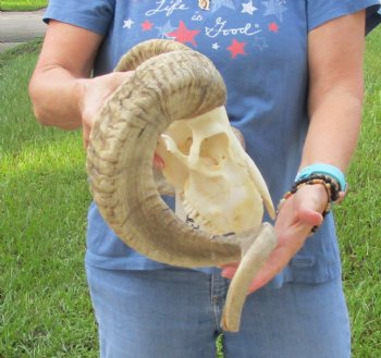 African Merino Ram/Sheep Skull with Horns 27 and 29 inches around the curl - $180