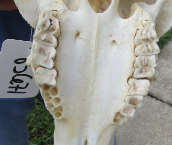 African Merino Ram/Sheep Skull with Horns 27 and 29 inches around the curl - $180