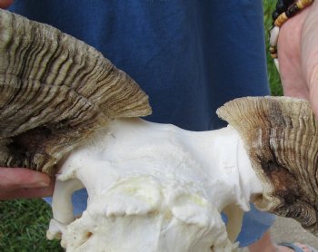African Merino Ram/Sheep Skull with Horns 27 and 29 inches around the curl - $180