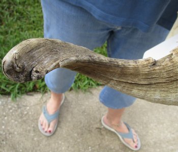 African Merino Ram/Sheep Skull with Horns 27 and 29 inches around the curl - $180