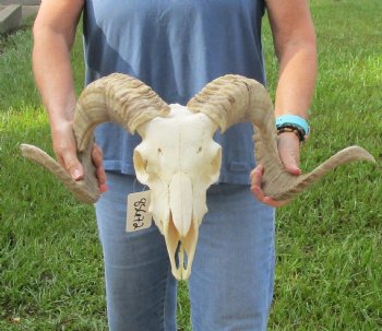 African Merino Ram/Sheep Skull with Horns 27 and 28 inches around the curl - $170
