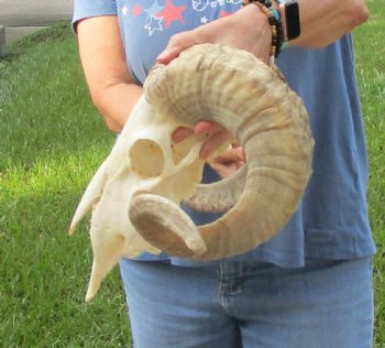 African Merino Ram/Sheep Skull with Horns 27 and 28 inches around the curl - $170