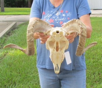 African Merino Ram/Sheep Skull with Horns 27 and 28 inches around the curl - $170