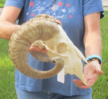 African Merino Ram/Sheep Skull with Horns 27 and 28 inches around the curl - $170