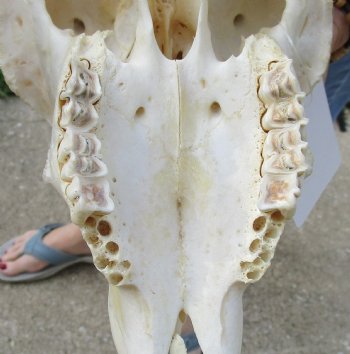 African Merino Ram/Sheep Skull with Horns 27 and 28 inches around the curl - $170