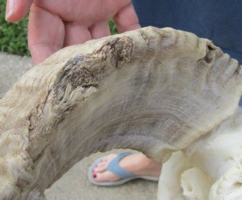 African Merino Ram/Sheep Skull with Horns 27 and 28 inches around the curl - $170
