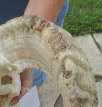 African Merino Ram/Sheep Skull with Horns 27 and 28 inches around the curl - $170