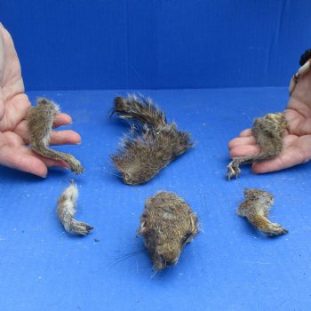 Preserved Squirrel Head, Legs, & Tail -<font color=red>Special Price</font> $25