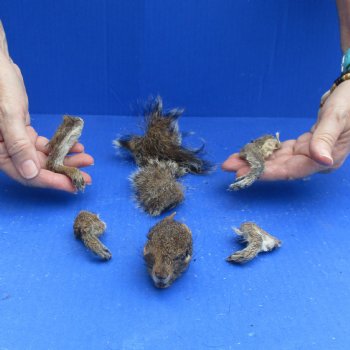 Preserved Squirrel Head, Legs, & Tail -<font color=red>Special Price</font> $25