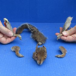 Preserved Squirrel Head, Legs, & Tail -<font color=red>Special Price</font> $25