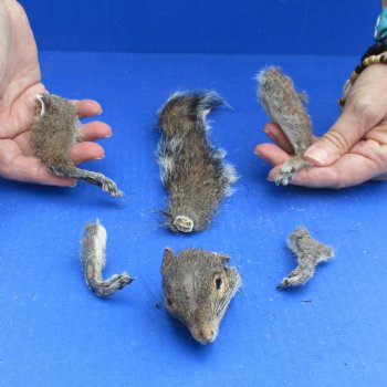 Preserved Squirrel Head, Legs, & Tail -<font color=red>Special Price</font> $25