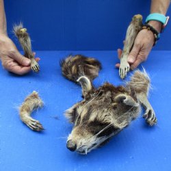Preserved Raccoon Head with Tail and 4 Legs for  <font color=red>Special Price </font>$25