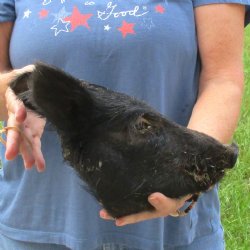 11" Preserved Georgia Wild Boar / Hog Head - $40