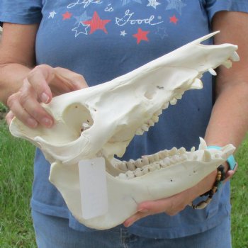 Wild Boar Skull 12-1/2 inches long - Buy now for $60