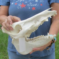 Wild Boar Skull 12-1/2 inches long - Buy now for $60