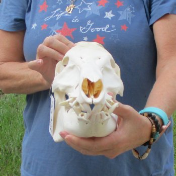 Wild Boar Skull 12-1/2 inches long - Buy now for $60