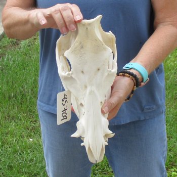 Wild Boar Skull 12-1/2 inches long - Buy now for $60