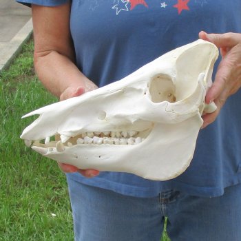 Wild Boar Skull 12-1/2 inches long - Buy now for $60
