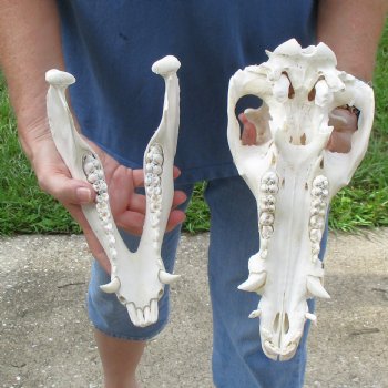 Wild Boar Skull 12-1/2 inches long - Buy now for $60