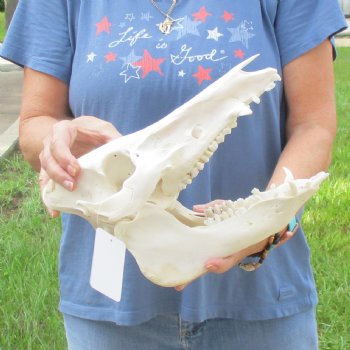 Wild Boar Skull 12 inches long - Buy now for $60