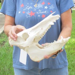 Wild Boar Skull 12 inches long - Buy now for $60