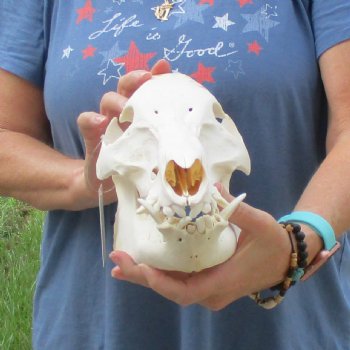 Wild Boar Skull 12 inches long - Buy now for $60