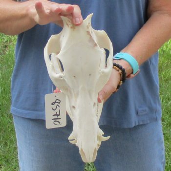 Wild Boar Skull 12 inches long - Buy now for $60