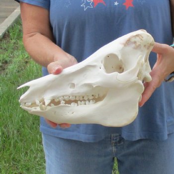 Wild Boar Skull 12 inches long - Buy now for $60